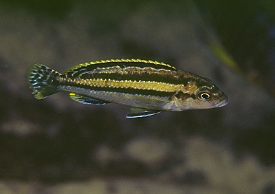 Melanochromis mossambiquensis 'Chilucha Reef'